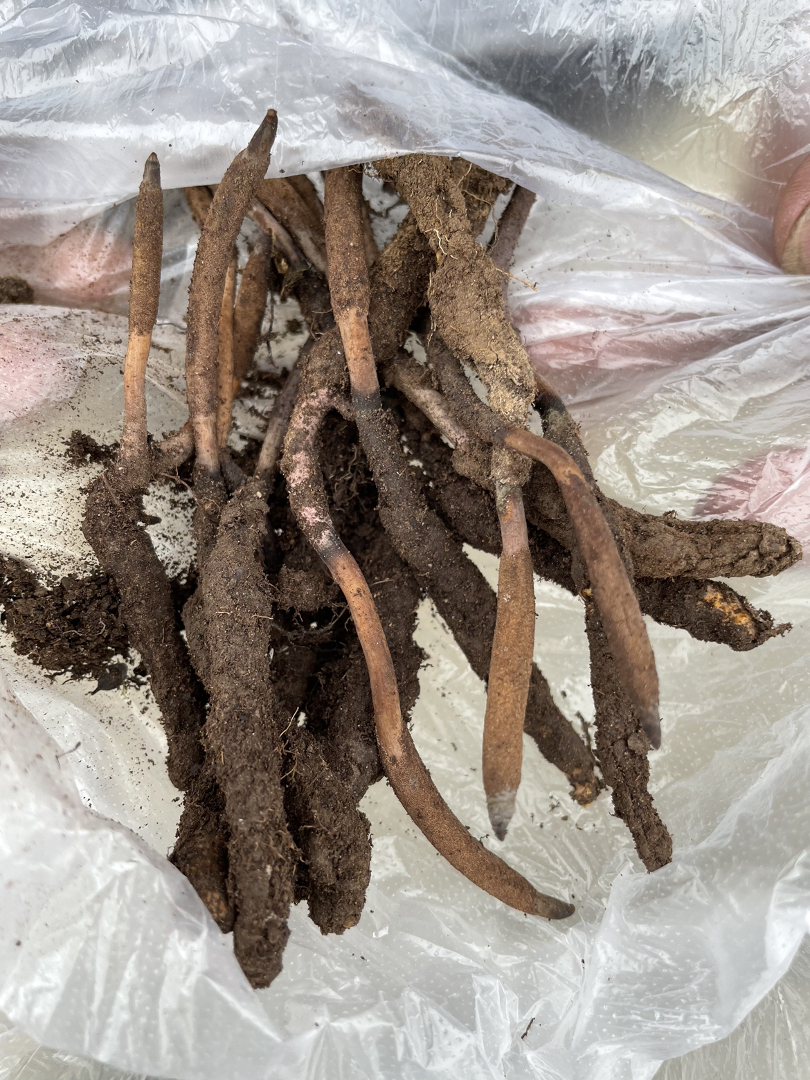 Freshly unearthed Ophiocordyceps sinensis specimens with soil still attached, showing caterpillar bodies and emerging fruiting stalks