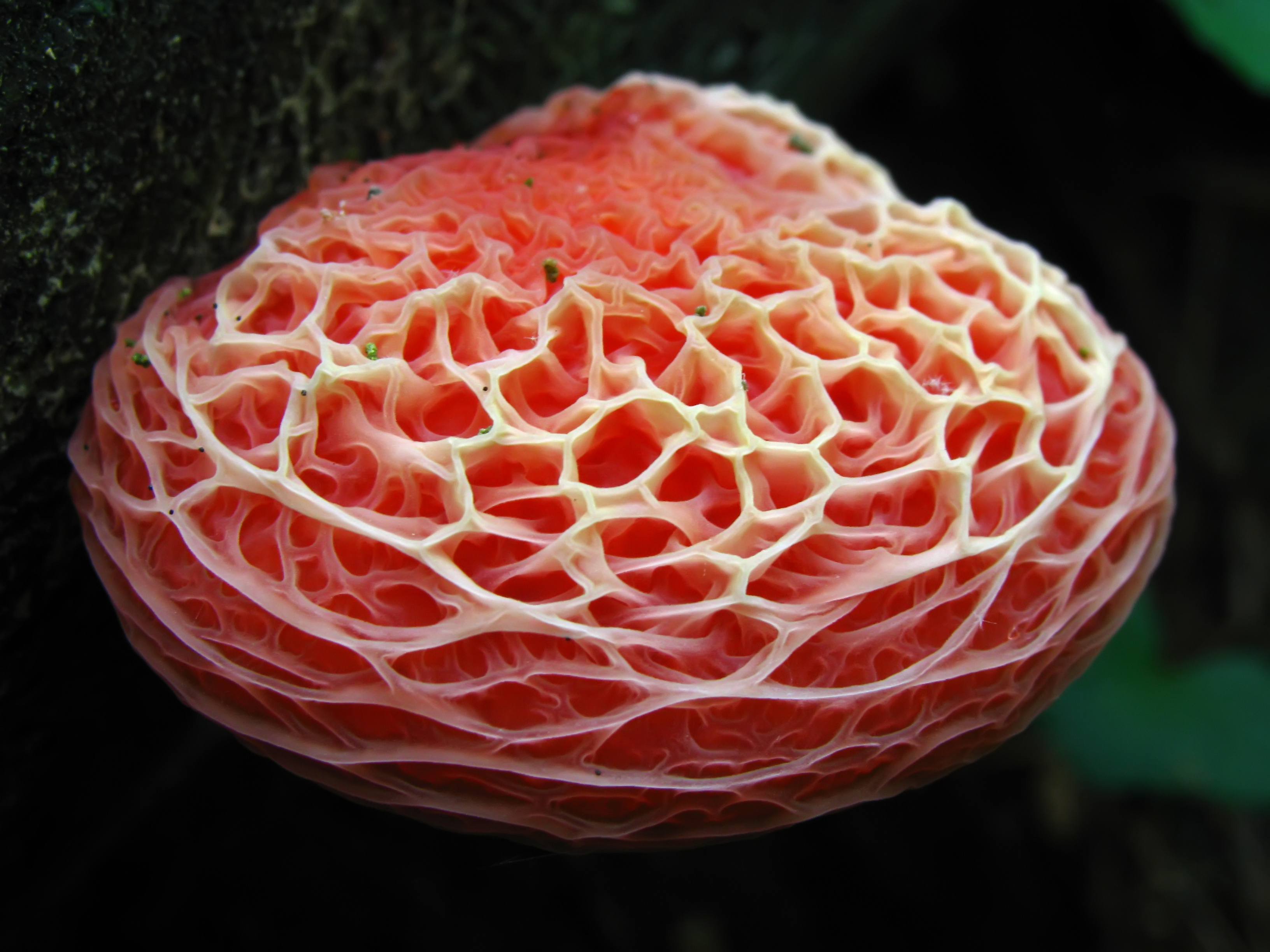 Rhodotus palmatus, the Wrinkled Peach mushroom, with its stunning translucent pink net-veined cap growing on deadwood