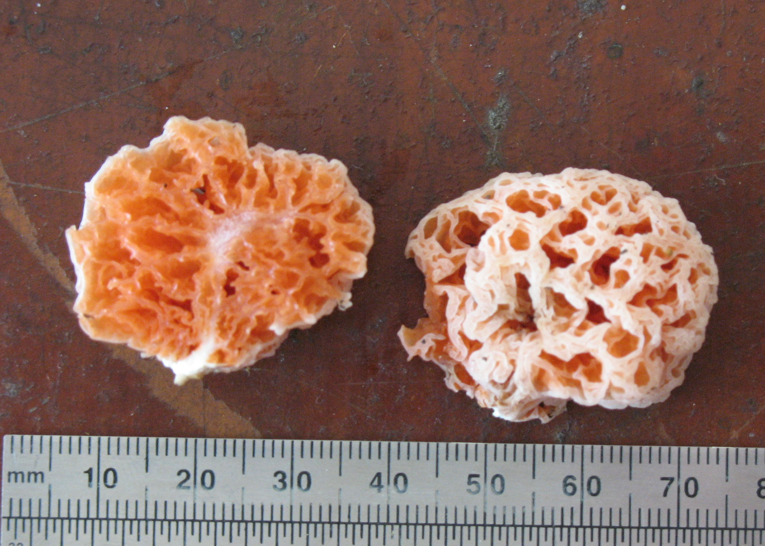 Spongiforma squarepantsii, the SpongeBob Mushroom, a rubbery orange mass on the forest floor in Borneo