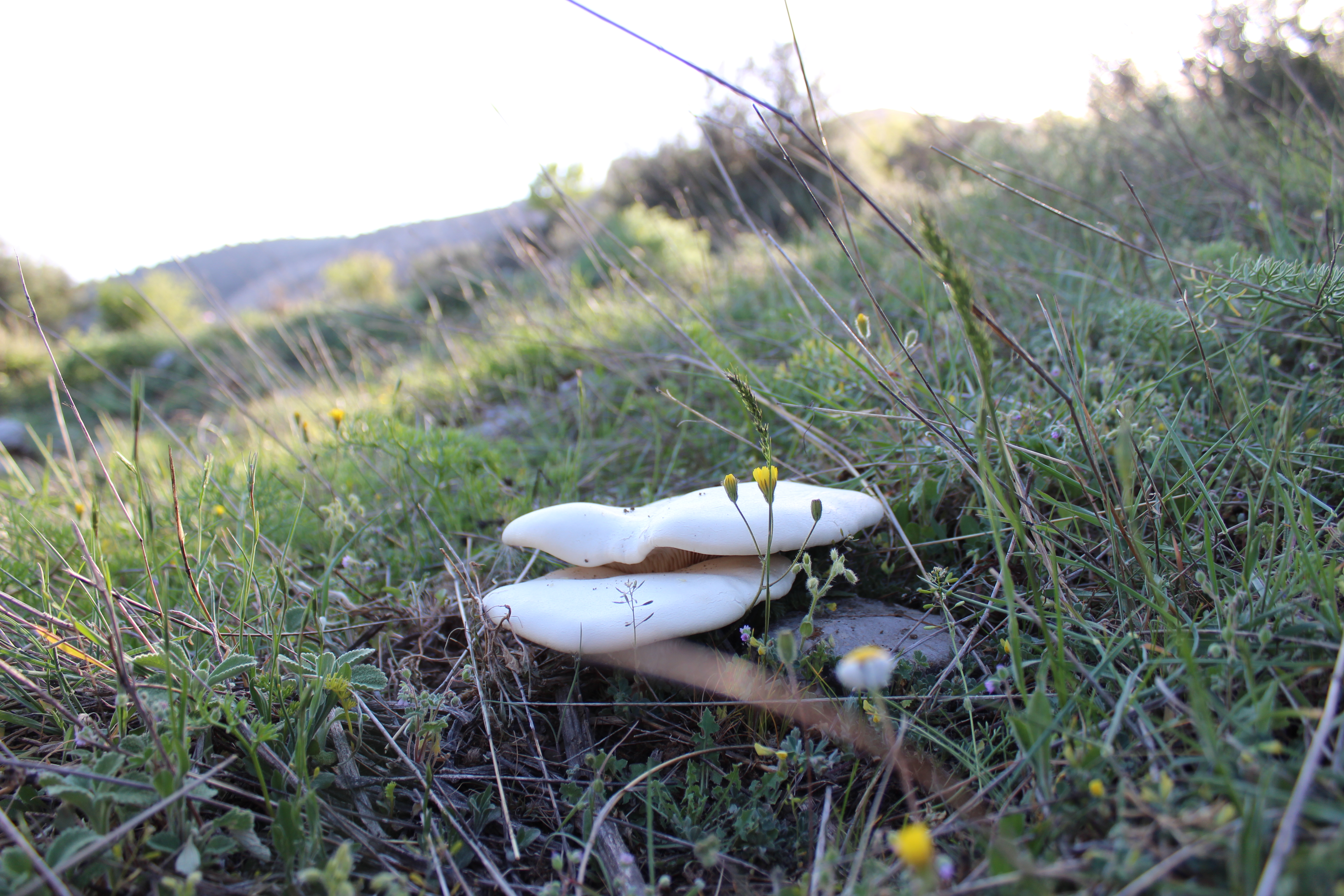 Pleurotus nebrodensis, the Ferla Mushroom, growing wild in alpine grassland on Chelmos mountain, Greece