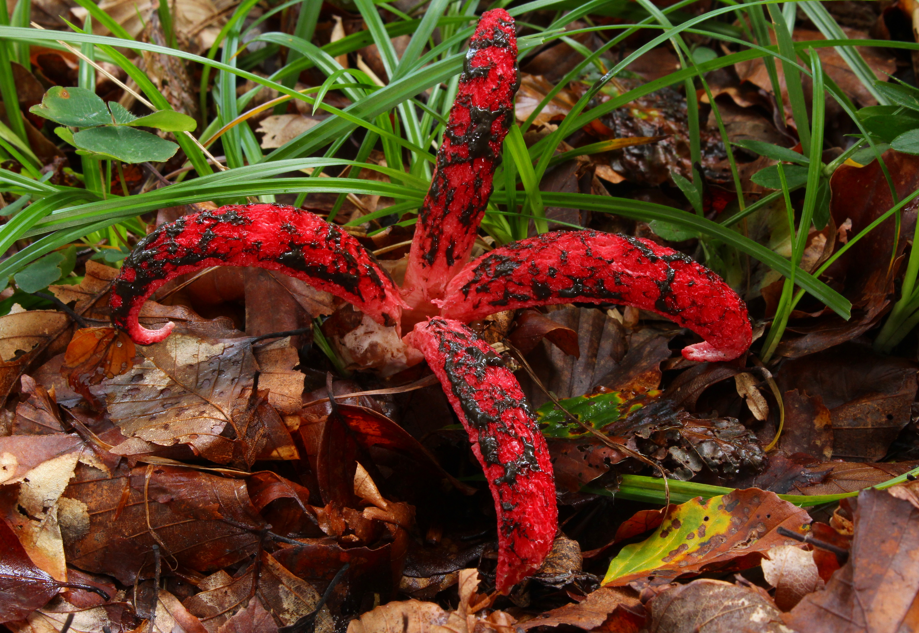 Clathrus archeri, Devil's Fingers, with four blood-red arms erupting from the forest floor