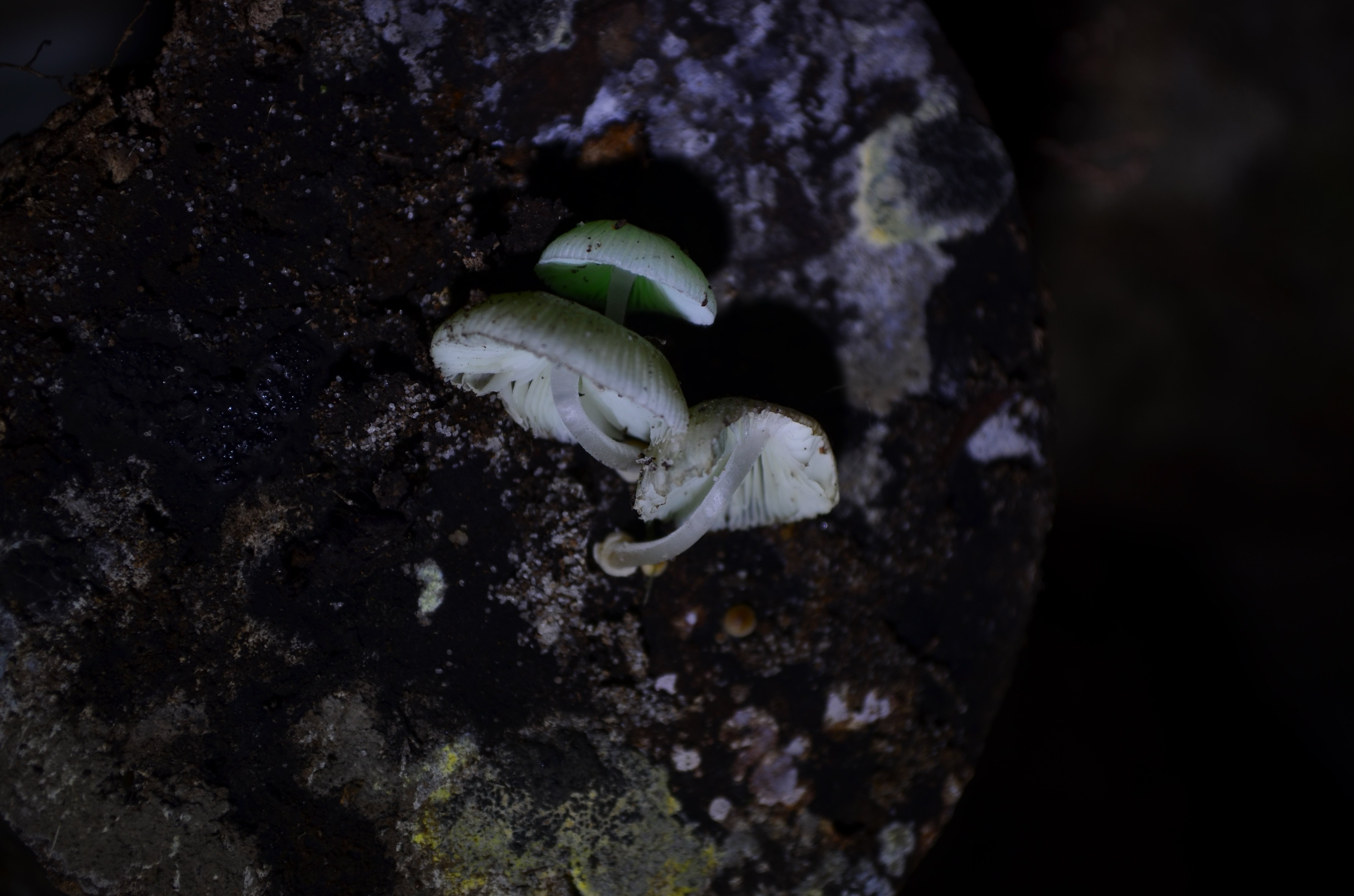 Mycena chlorophos, pale green bioluminescent mushroom growing on fallen wood