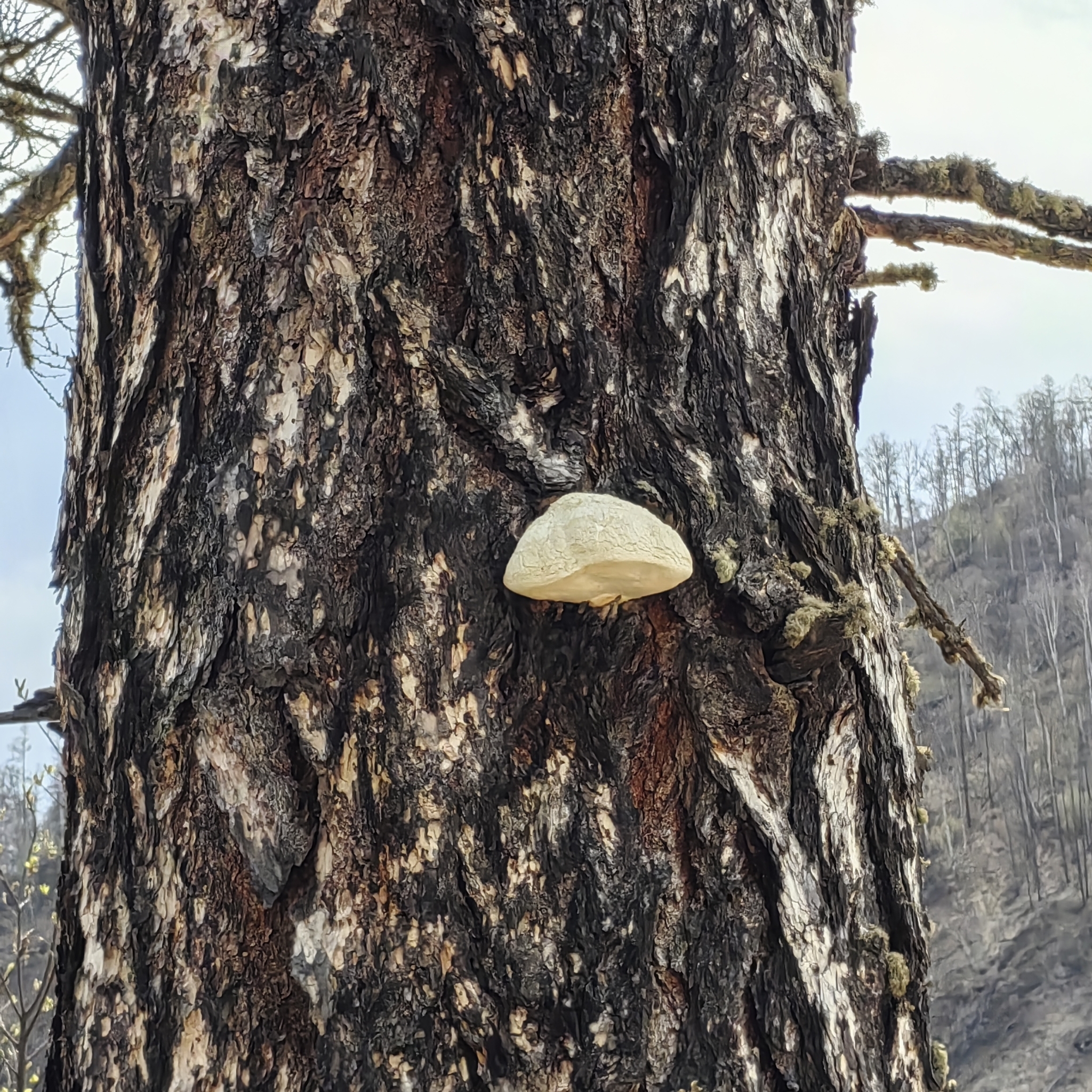 Laricifomes officinalis, the Agarikon conk, a large white bracket fungus growing on an old-growth conifer trunk