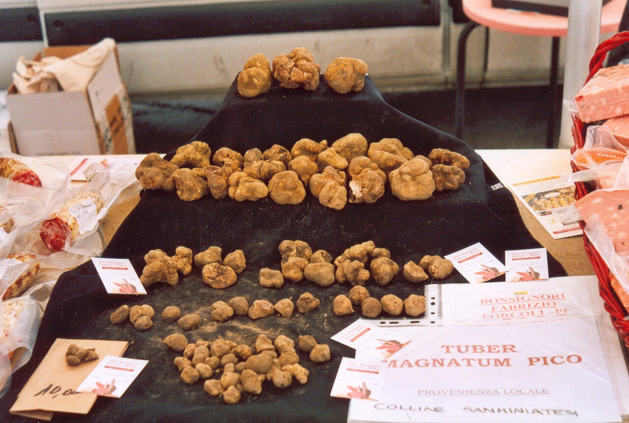 Tuber magnatum (white truffle) specimens showing their pale, irregular exterior