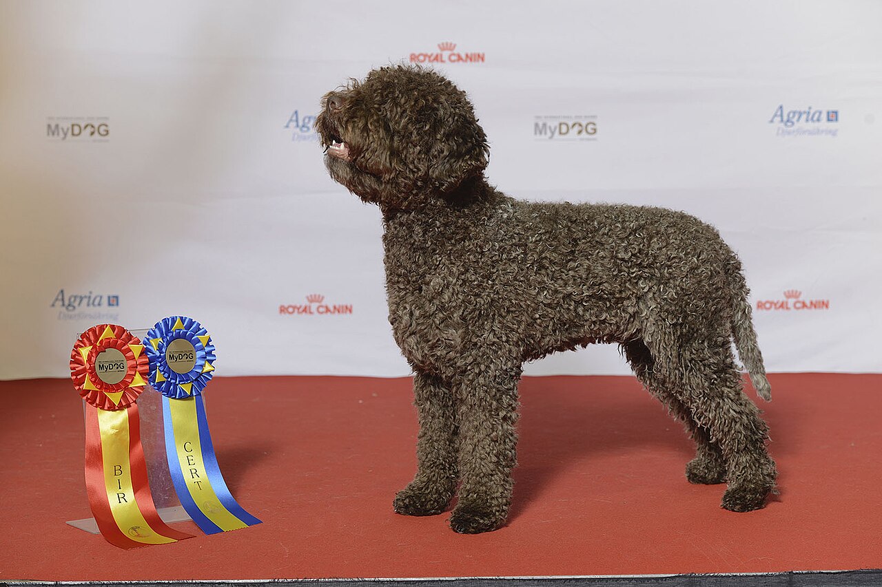 Lagotto Romagnolo, the Italian water dog breed most commonly used for truffle hunting