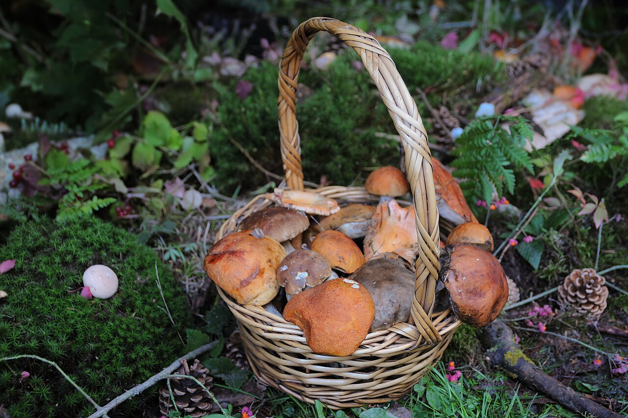 A basket full of freshly foraged wild mushrooms in the forest