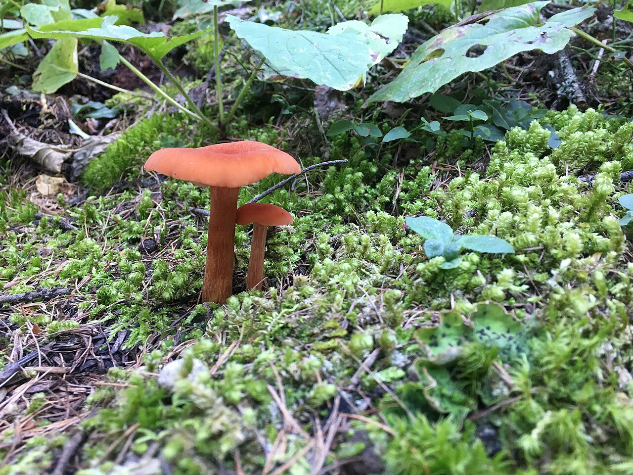 Wild mushrooms growing on a damp forest floor among leaf litter