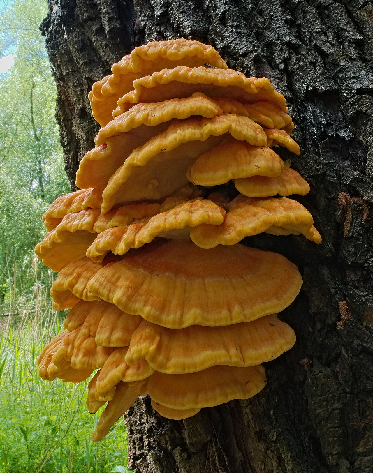 Bright orange Chicken of the Woods (Laetiporus sulphureus) shelf mushrooms growing on a tree trunk