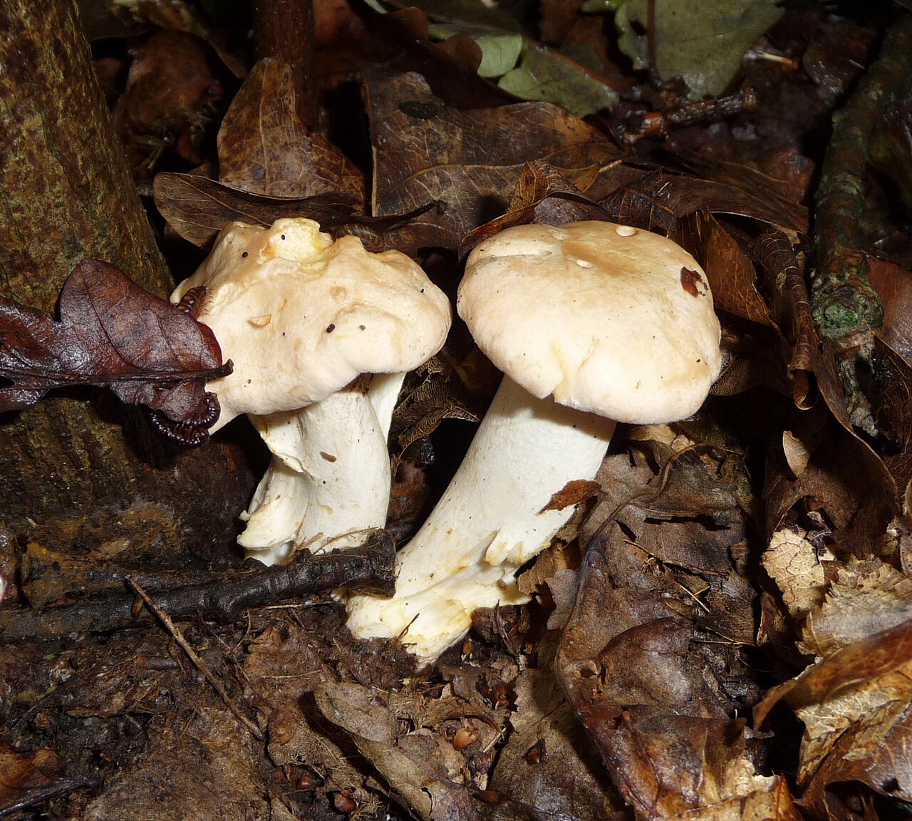 Golden chanterelles (Cantharellus cibarius) growing on the forest floor among moss and leaves
