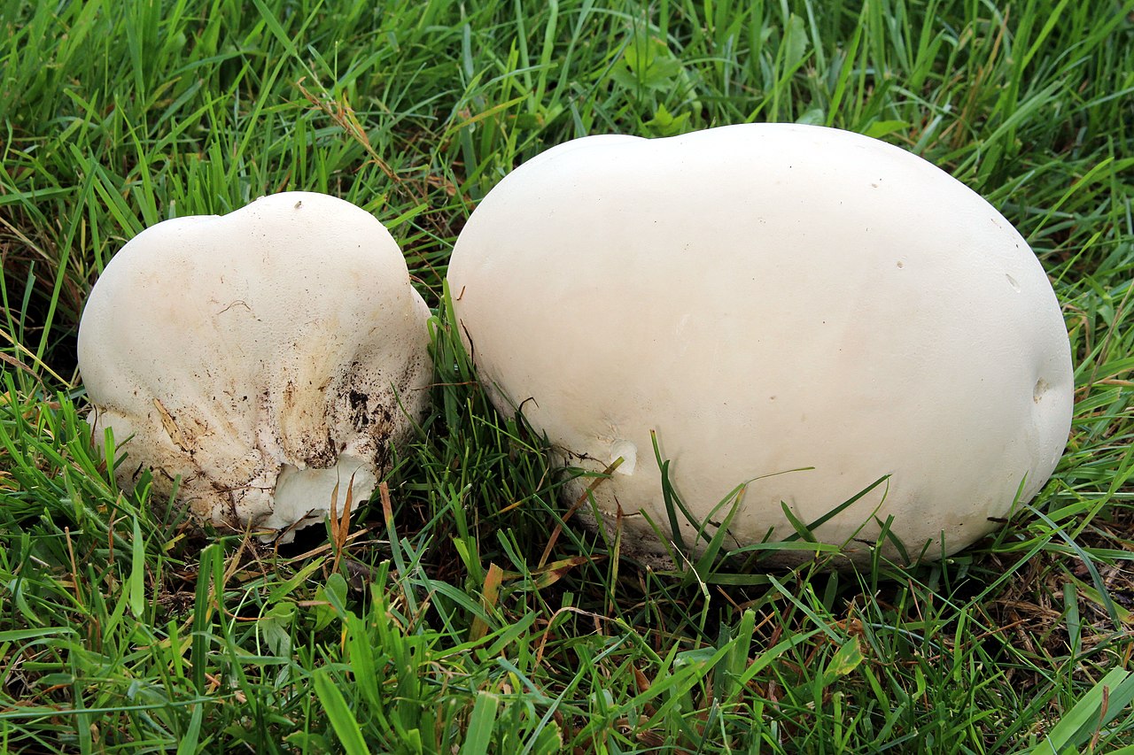 A massive white giant puffball mushroom (Calvatia gigantea) in a grassy meadow