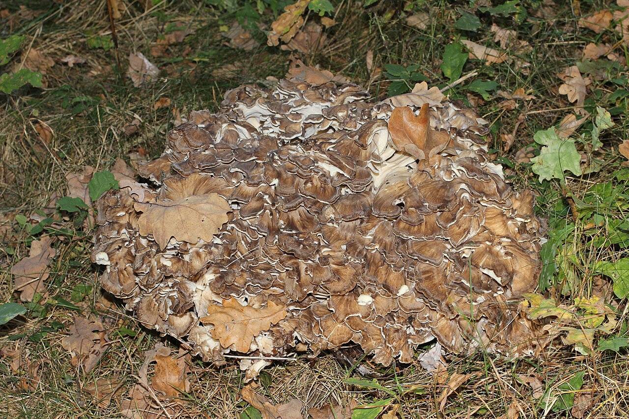 A large Hen of the Woods mushroom (Grifola frondosa) rosette growing at the base of a tree