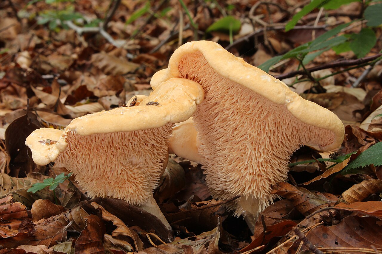 Hedgehog mushroom (Hydnum repandum) showing its distinctive teeth-like spines underneath the cap