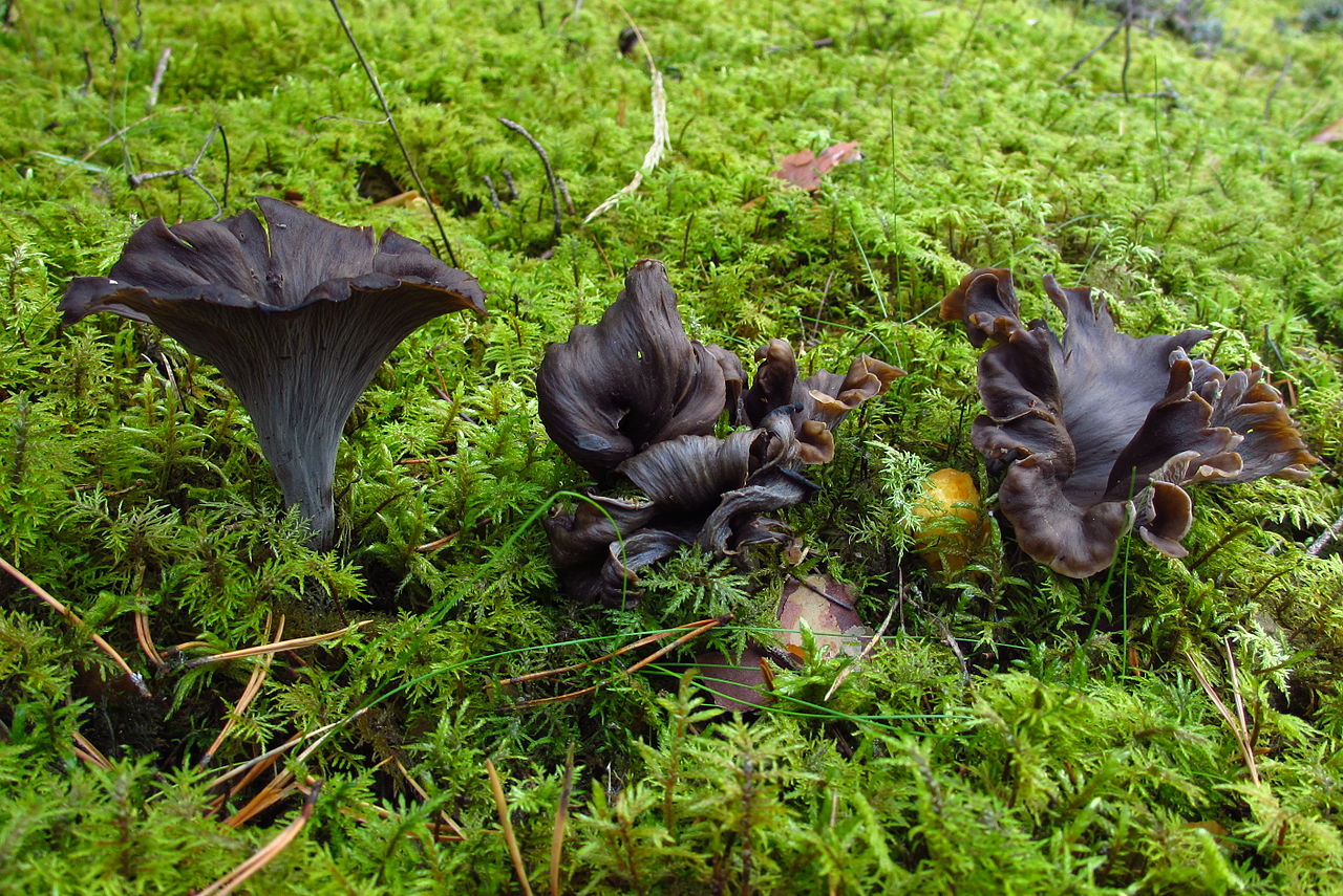 Dark funnel-shaped Black Trumpet mushrooms (Craterellus cornucopioides) growing in leaf litter