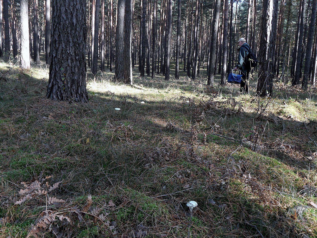 A mushroom collector foraging in an autumn forest near Berlin, Germany