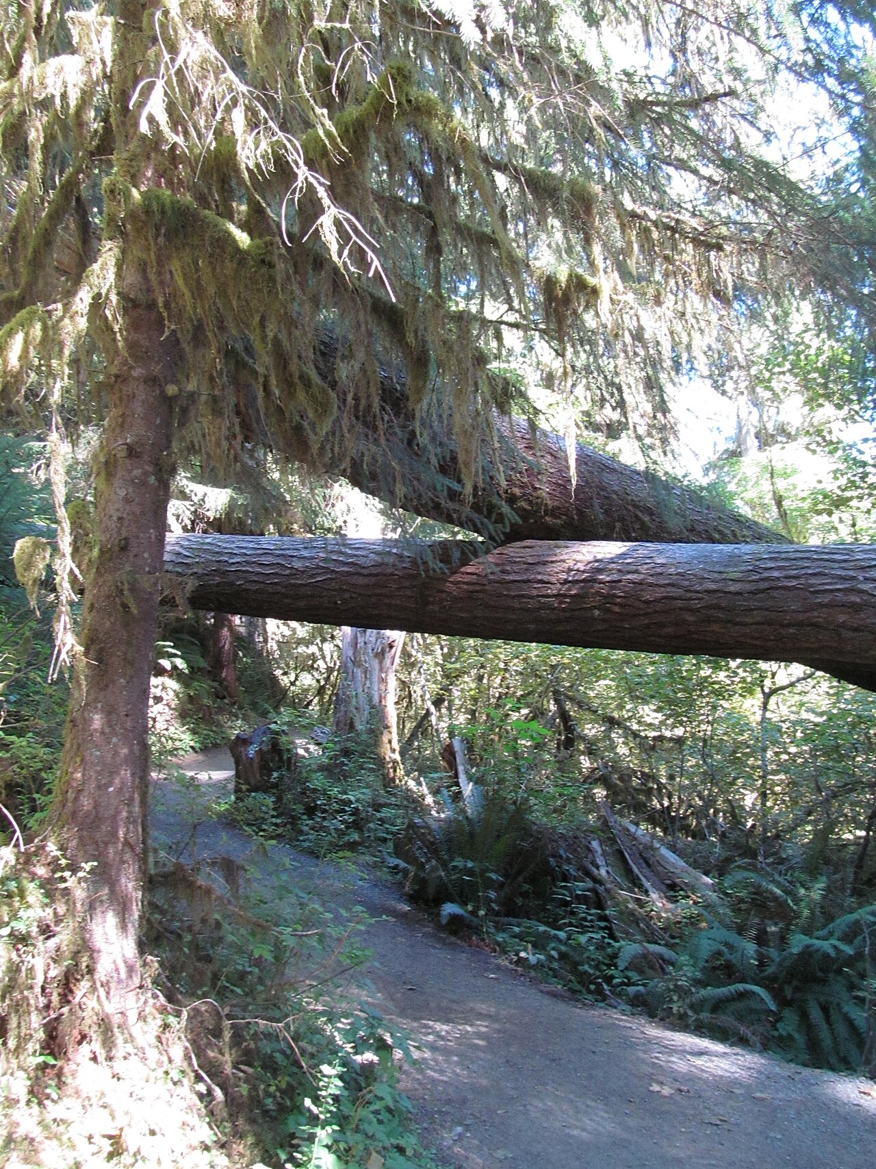 Lush green Hoh Rainforest trail in Olympic National Park, Washington State, with towering moss-draped trees and dense fern understory