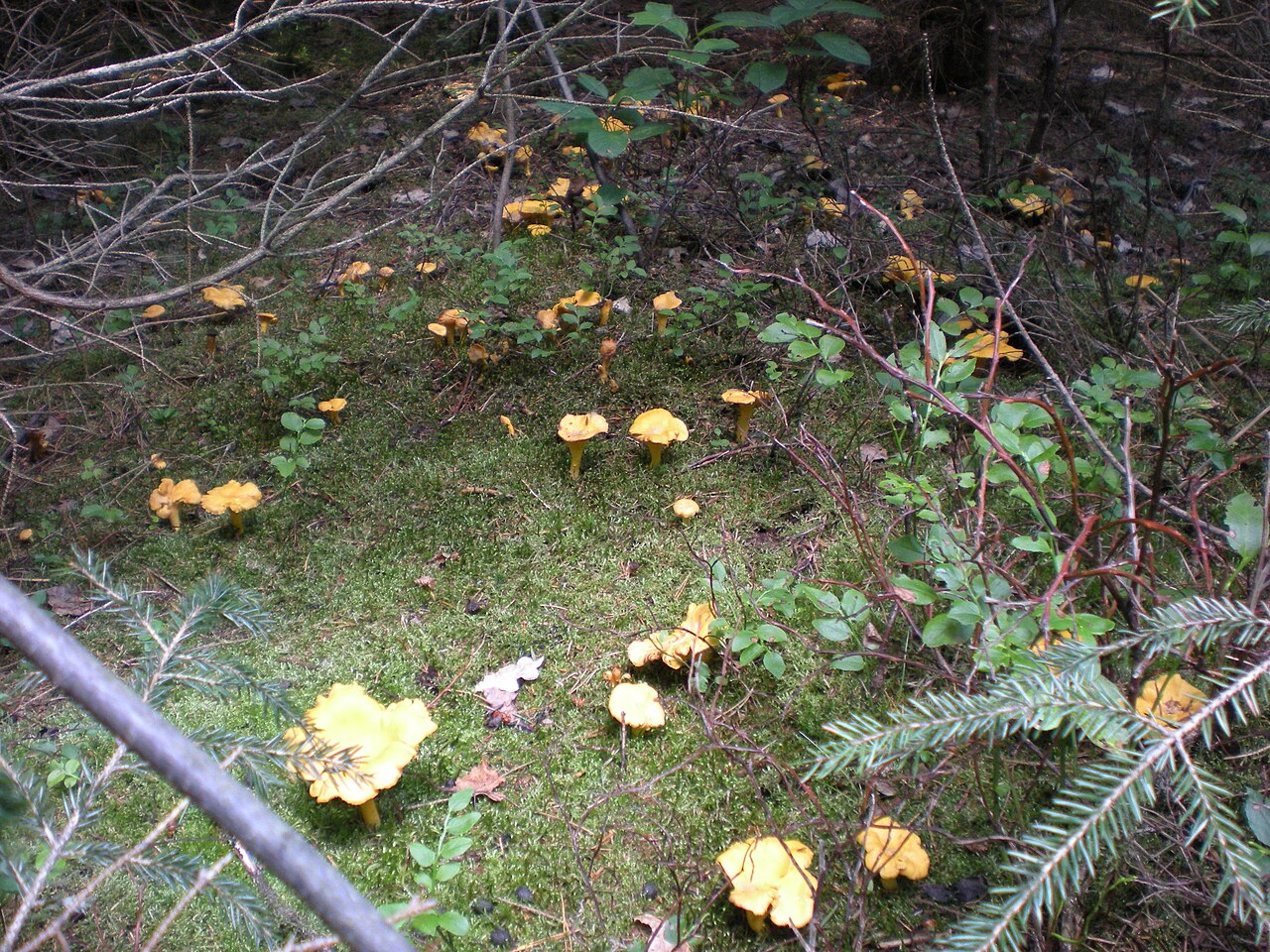A cluster of golden chanterelle mushrooms (Cantharellus cibarius) growing together on the forest floor