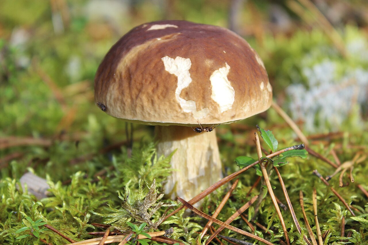 A thick-stemmed porcini mushroom (Boletus edulis) with its characteristic brown cap growing on the forest floor