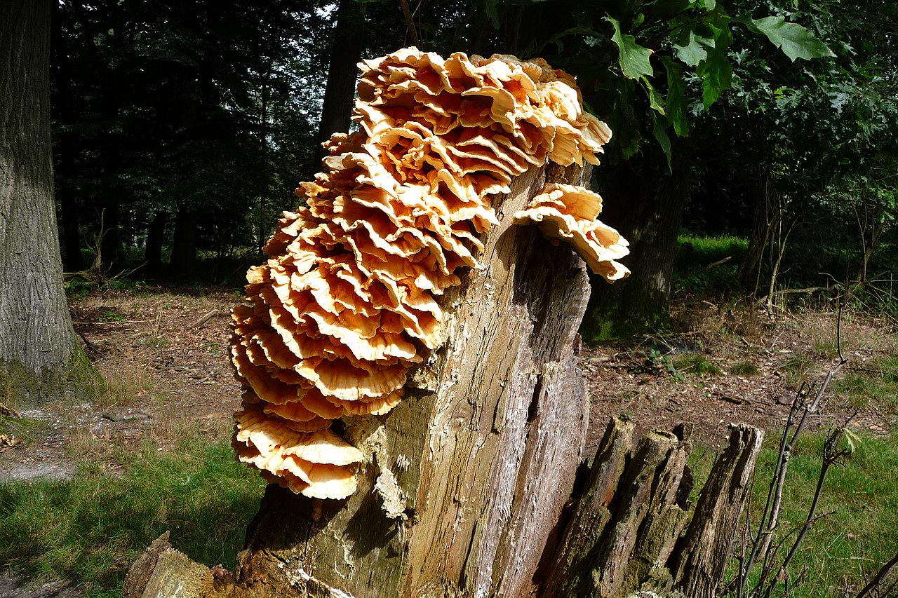 Bright orange and yellow chicken of the woods (Laetiporus sulphureus) shelf fungus growing on a dead oak tree trunk