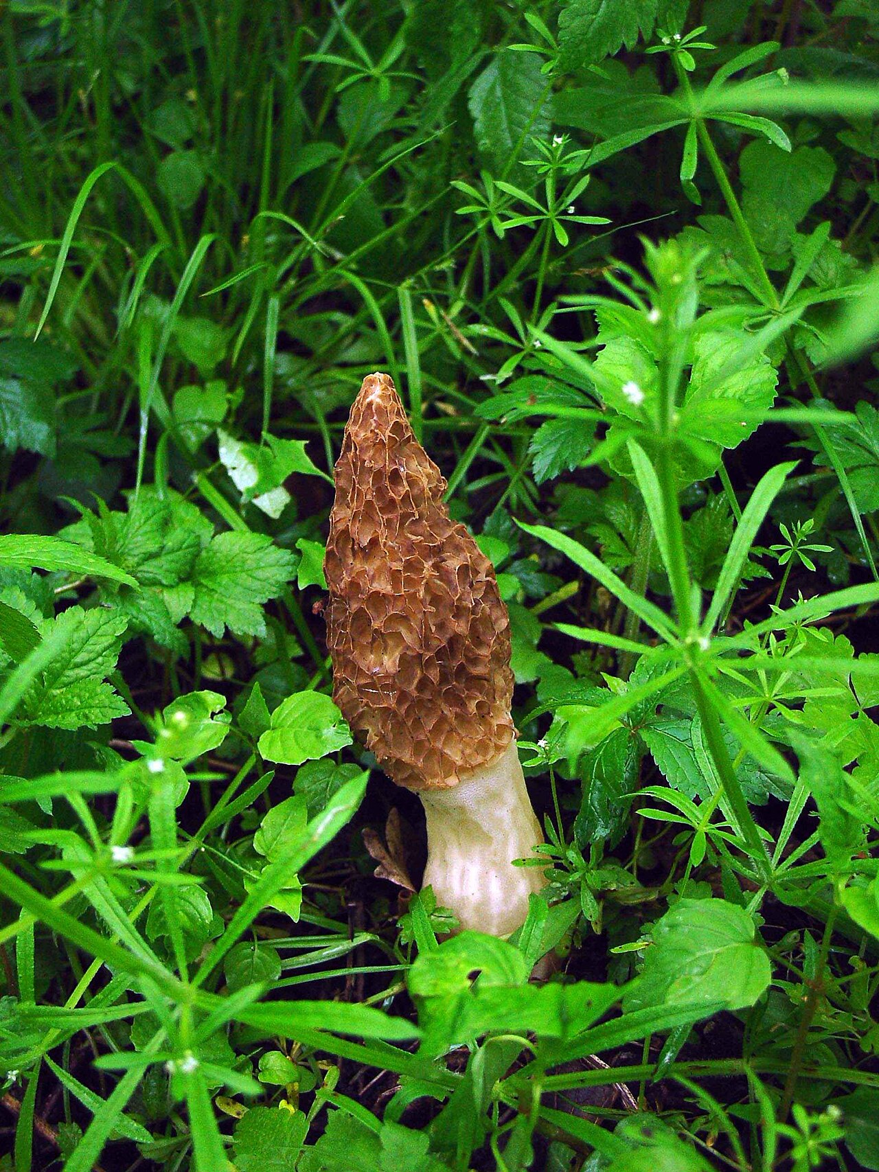 Wild morel mushroom (Morchella esculenta) with its distinctive honeycomb-ridged cap emerging from the soil