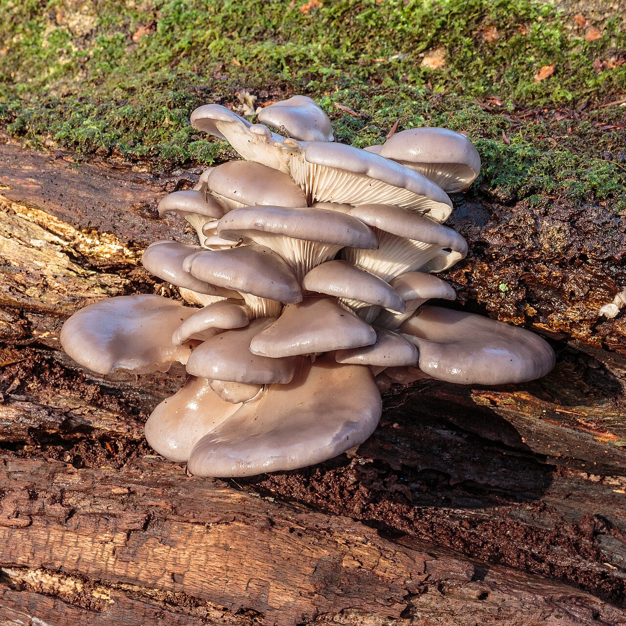 A cluster of pale oyster mushrooms (Pleurotus ostreatus) fanning out from a tree trunk in winter