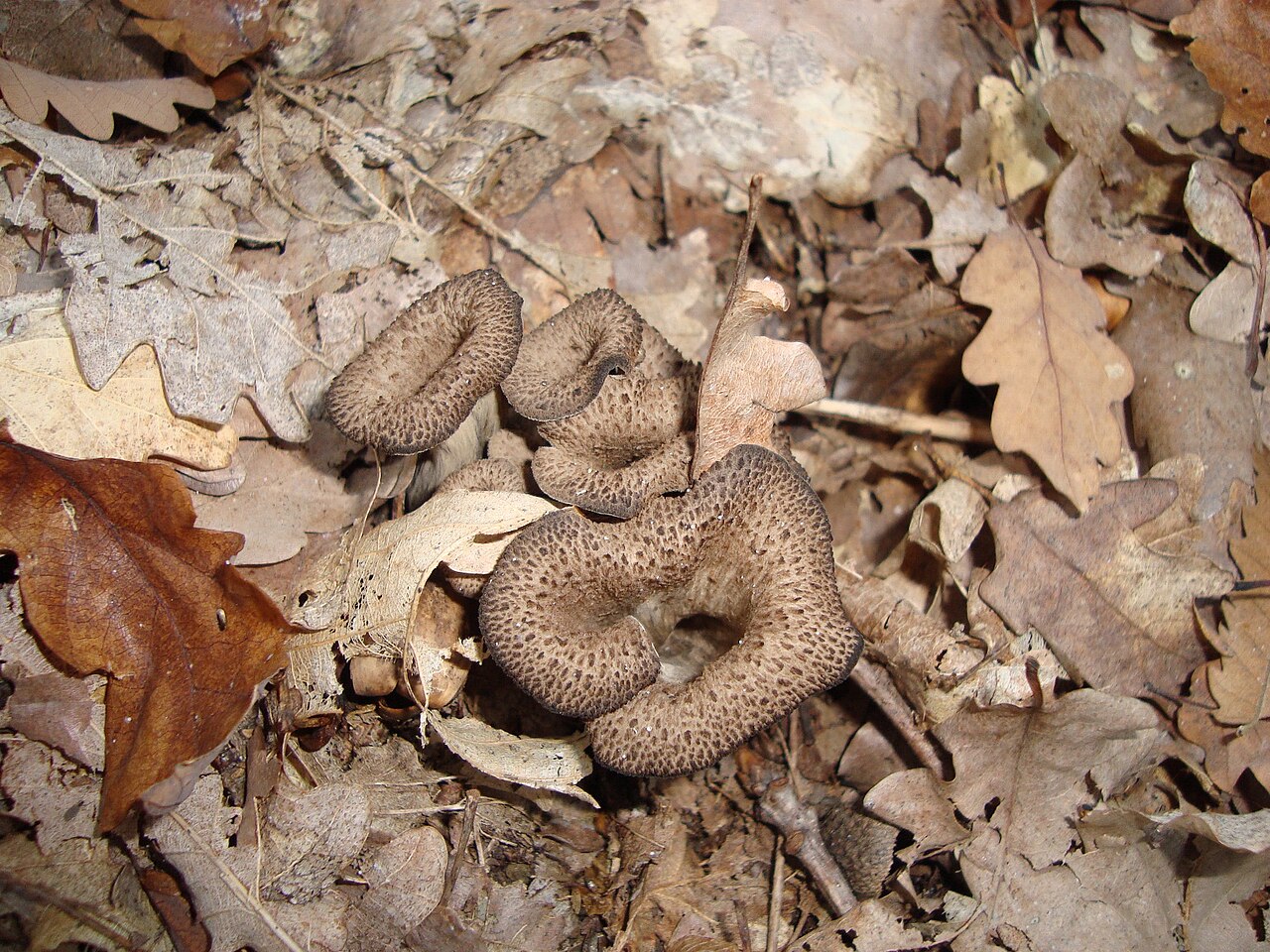 Dark funnel-shaped black trumpet mushrooms (Craterellus cornucopioides) growing among forest floor debris