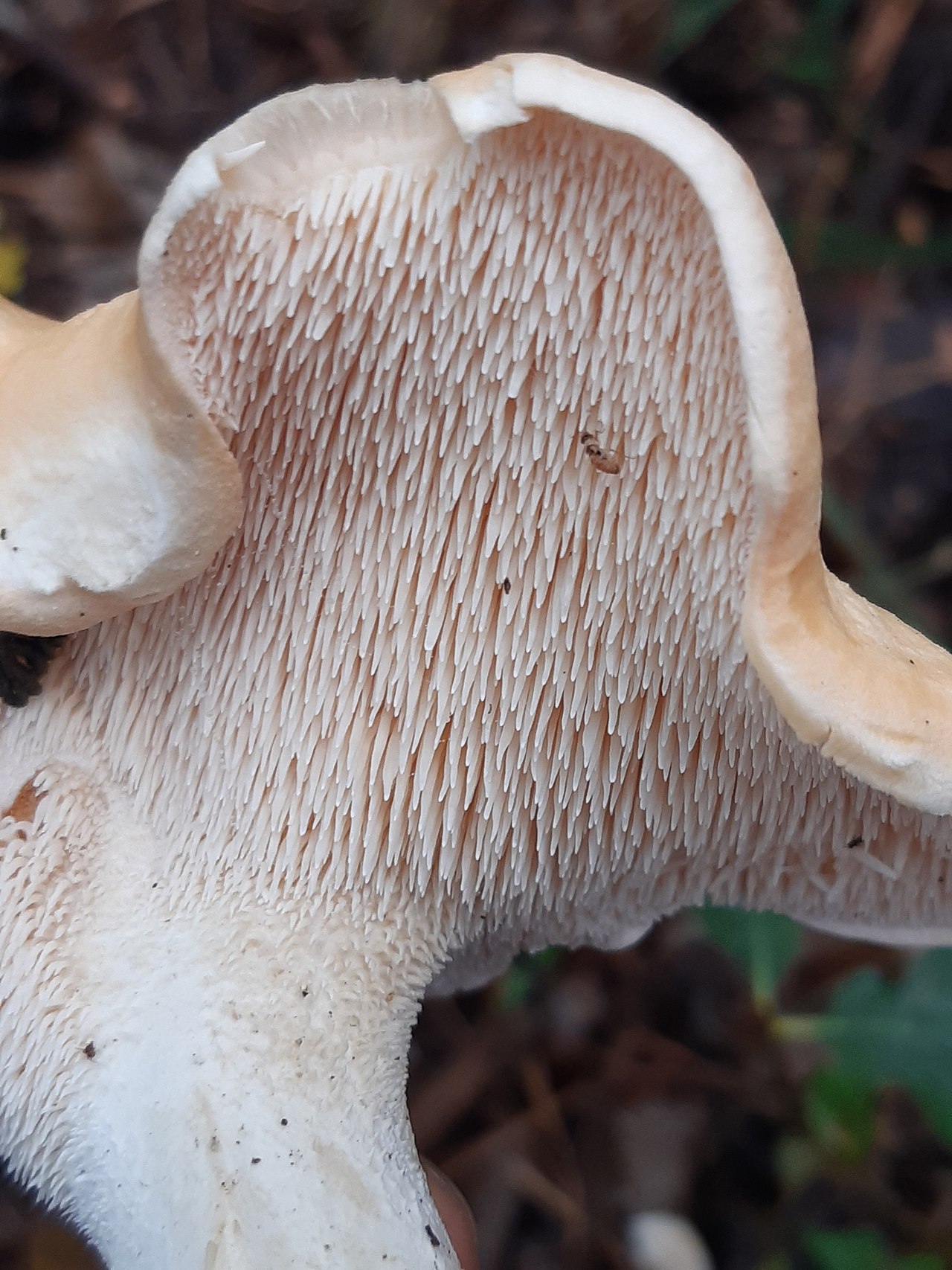 Hedgehog mushroom (Hydnum repandum) showing its distinctive spiny teeth on the underside of the cap