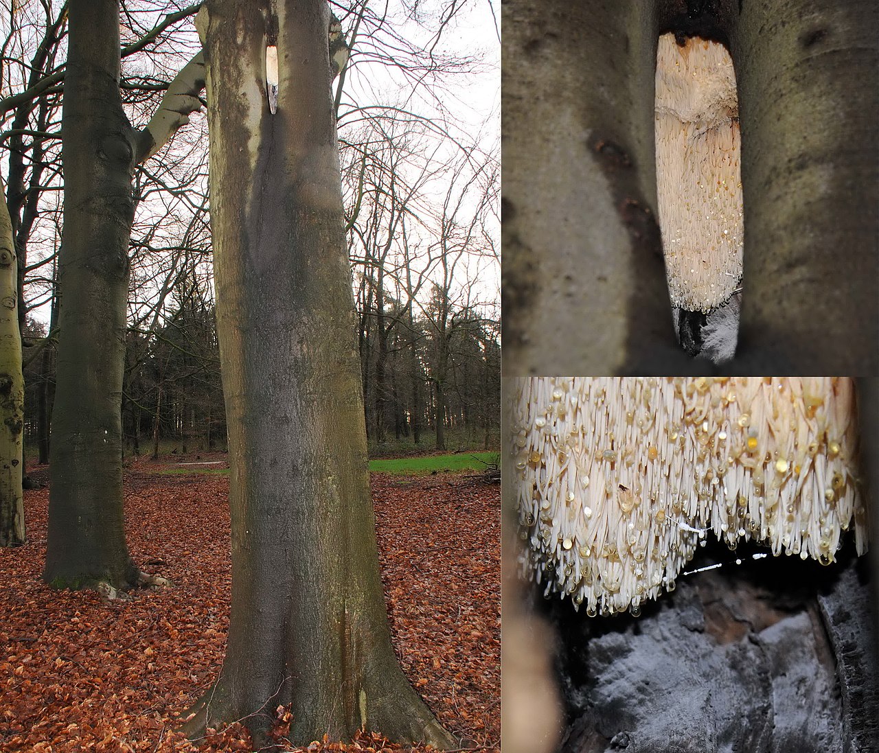 White lion's mane mushroom (Hericium erinaceus) with cascading icicle-like spines growing from a beech tree