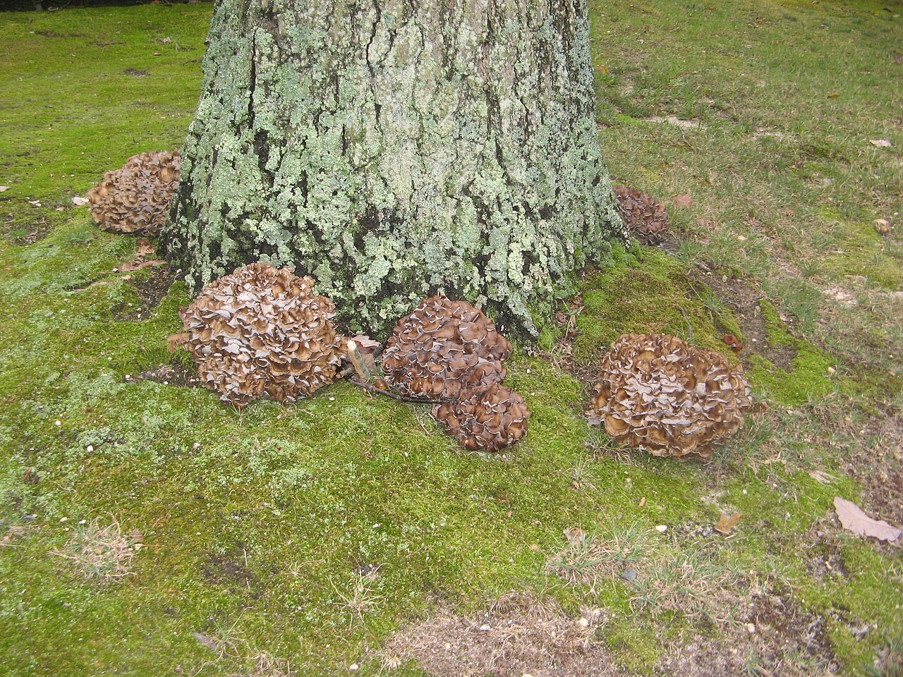 Multiple large hen of the woods mushrooms (Grifola frondosa) with overlapping gray-brown fronds growing at the base of an oak tree