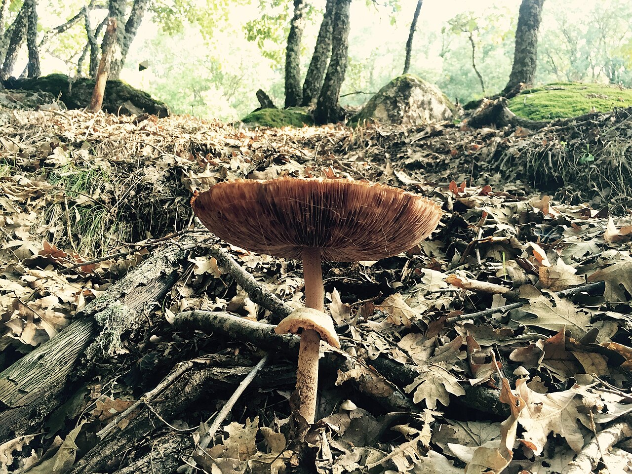 A gilled mushroom on a misty autumn forest floor, surrounded by fallen leaves and morning dew