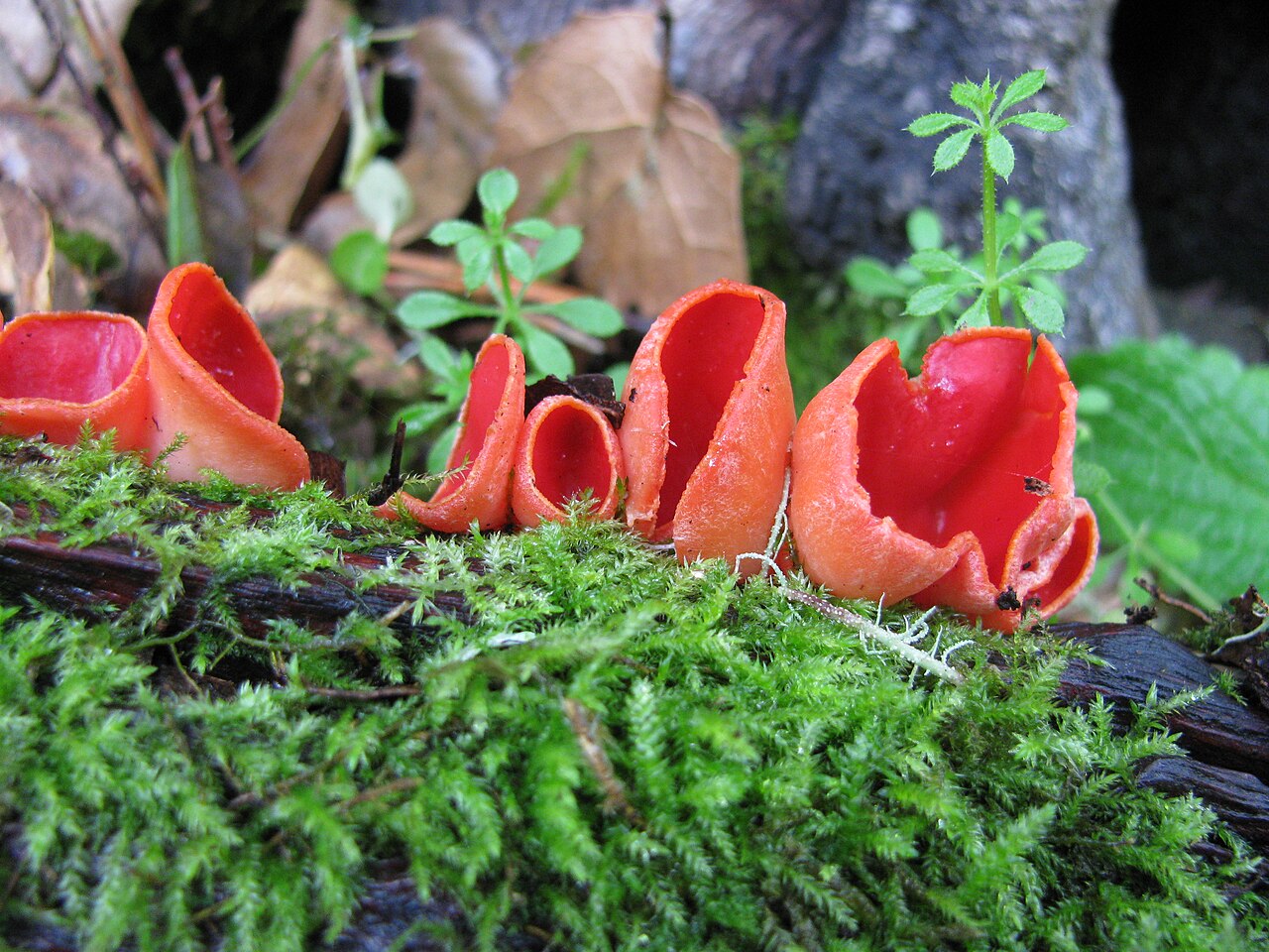 Scarlet elf cup mushrooms (Sarcoscypha coccinea) growing on mossy sticks in early spring woodland