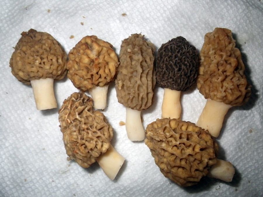 Morel mushrooms (Morchella esculenta) emerging from soil in spring