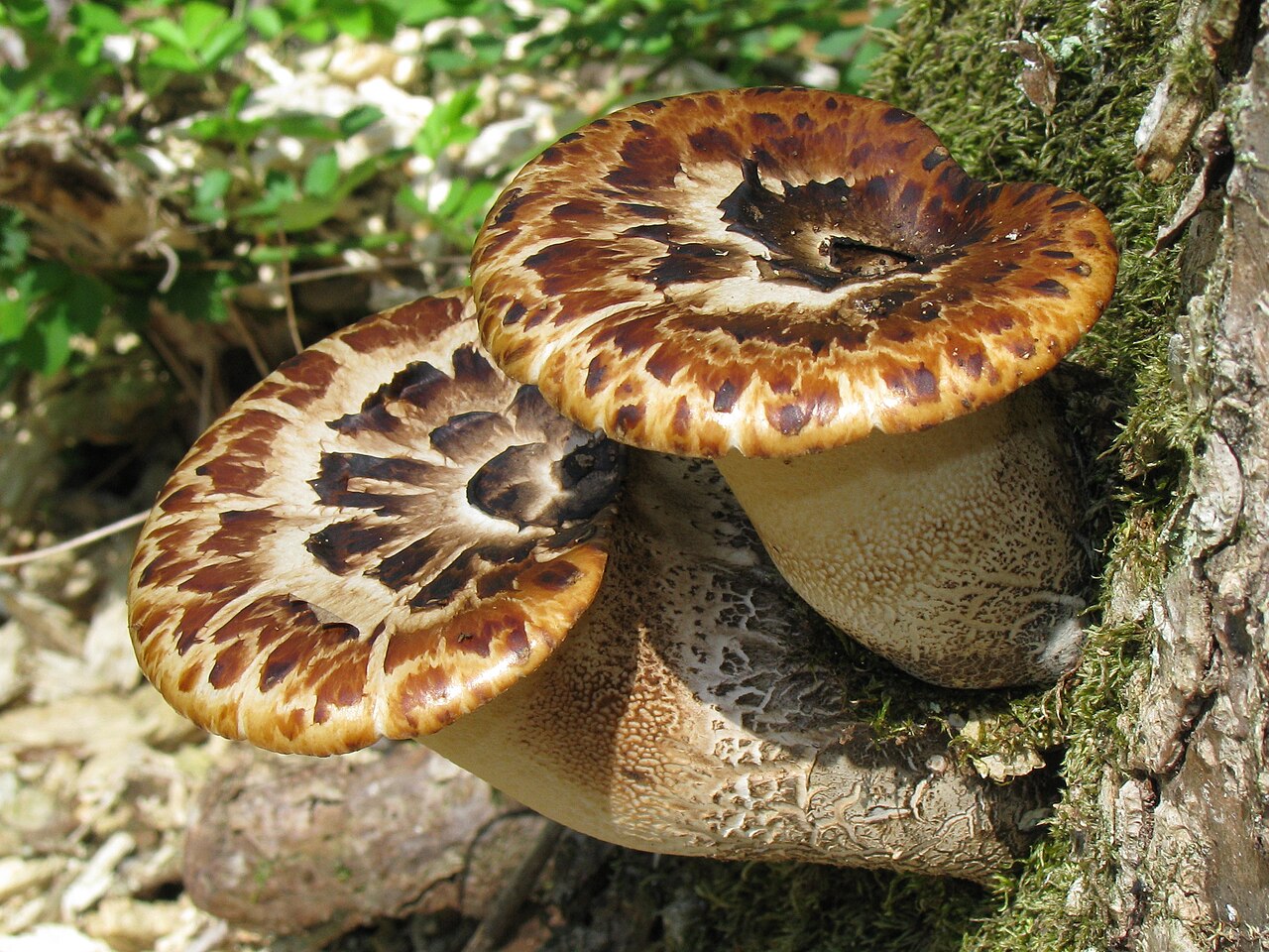 Dryad's saddle (Polyporus squamosus) growing on dead wood, showing its distinctive scaly cap pattern