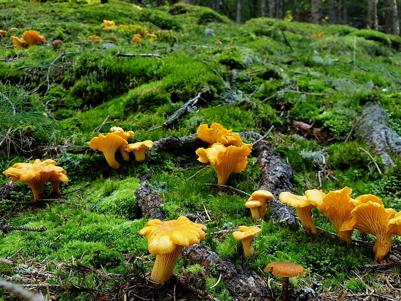 Golden chanterelles (Cantharellus cibarius) growing in a group on the forest floor