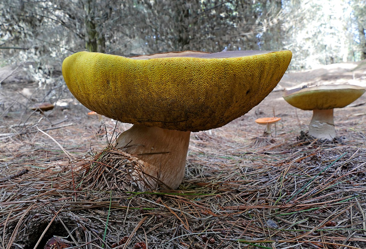 Porcini mushroom (Boletus edulis) with its brown cap and thick white stem in a natural setting