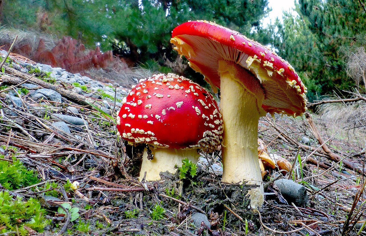 Fly agaric mushroom (Amanita muscaria) with its iconic red cap and white spots in an autumn setting
