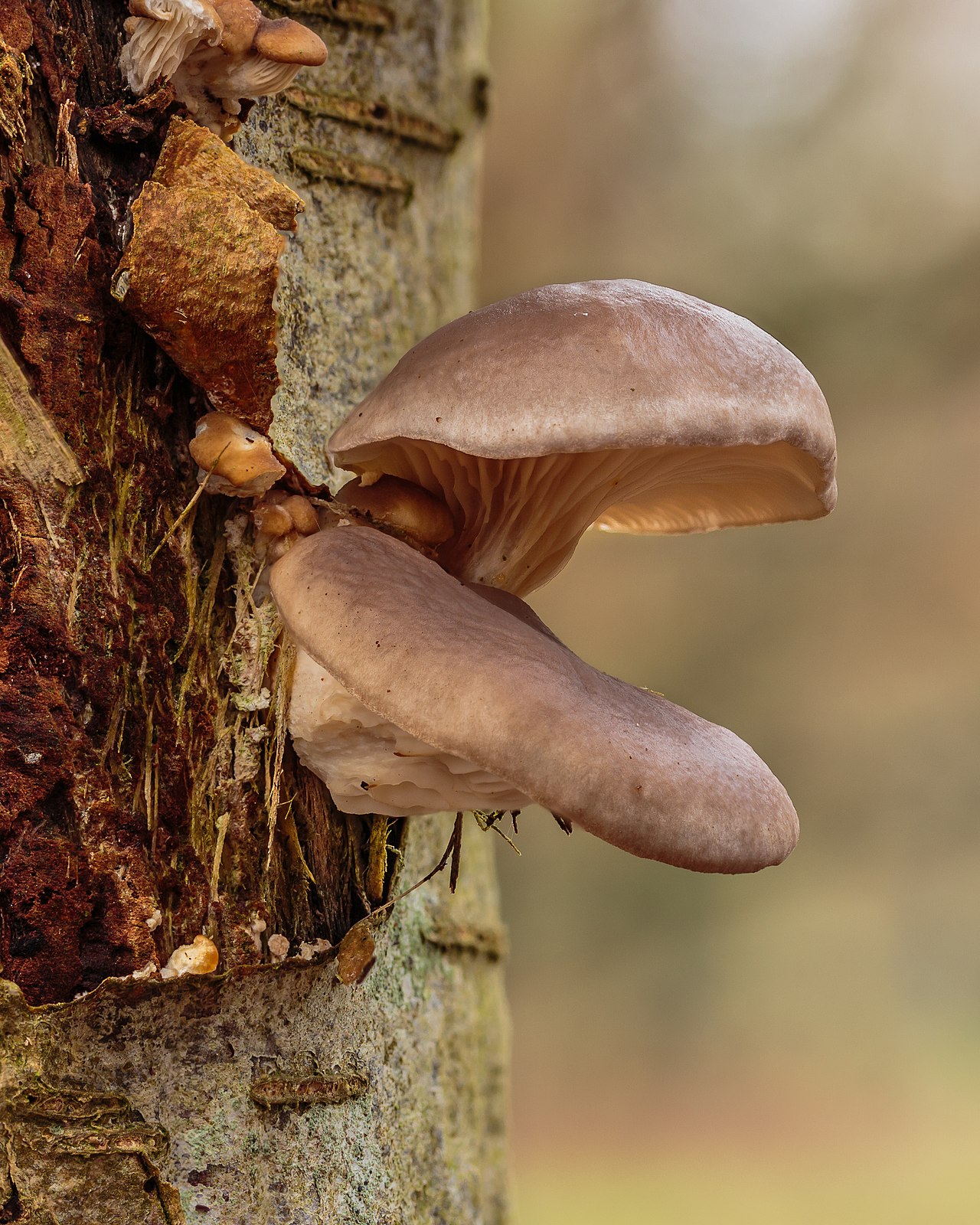 Oyster mushrooms (Pleurotus ostreatus) growing in overlapping clusters on a dead tree in late autumn
