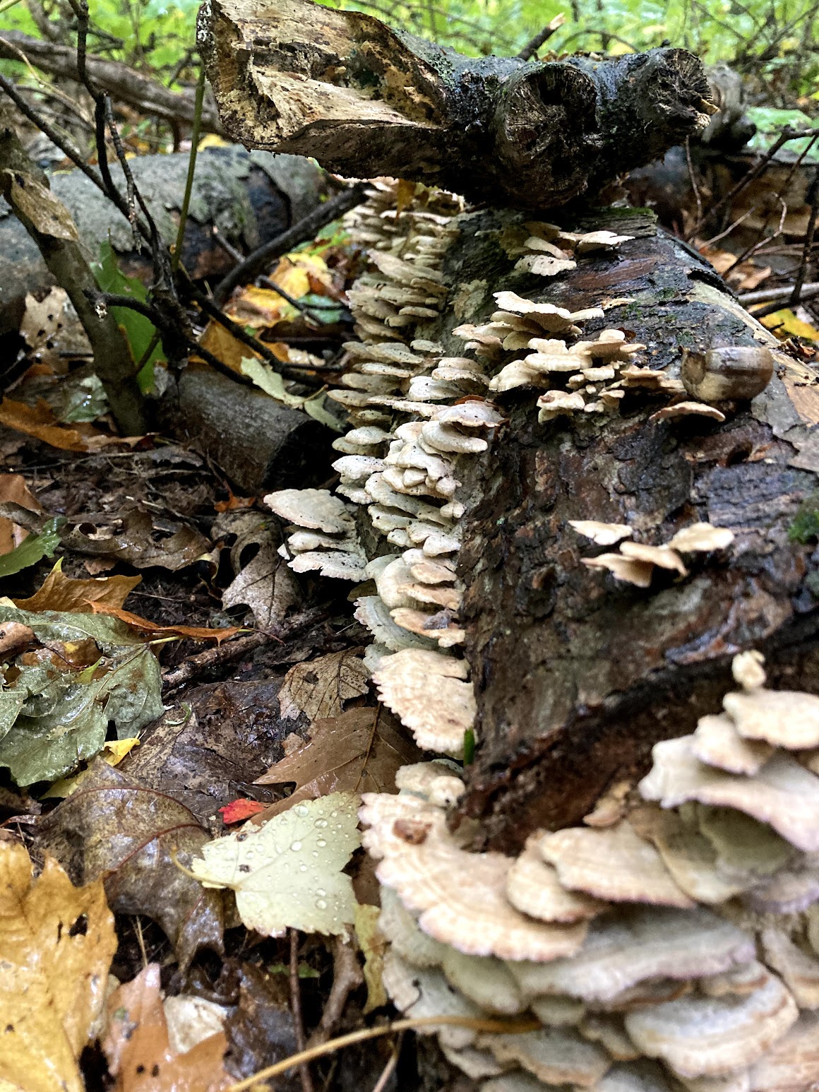 Turkey tail bracket fungi growing along a fallen log