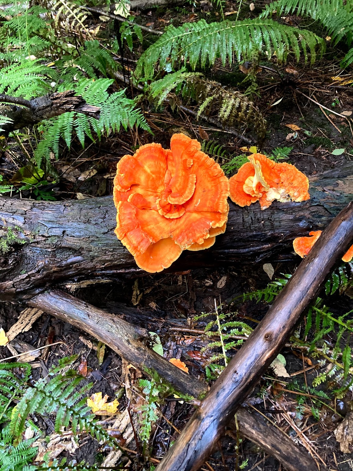 Chicken of the woods growing on a fallen log in fern-covered forest