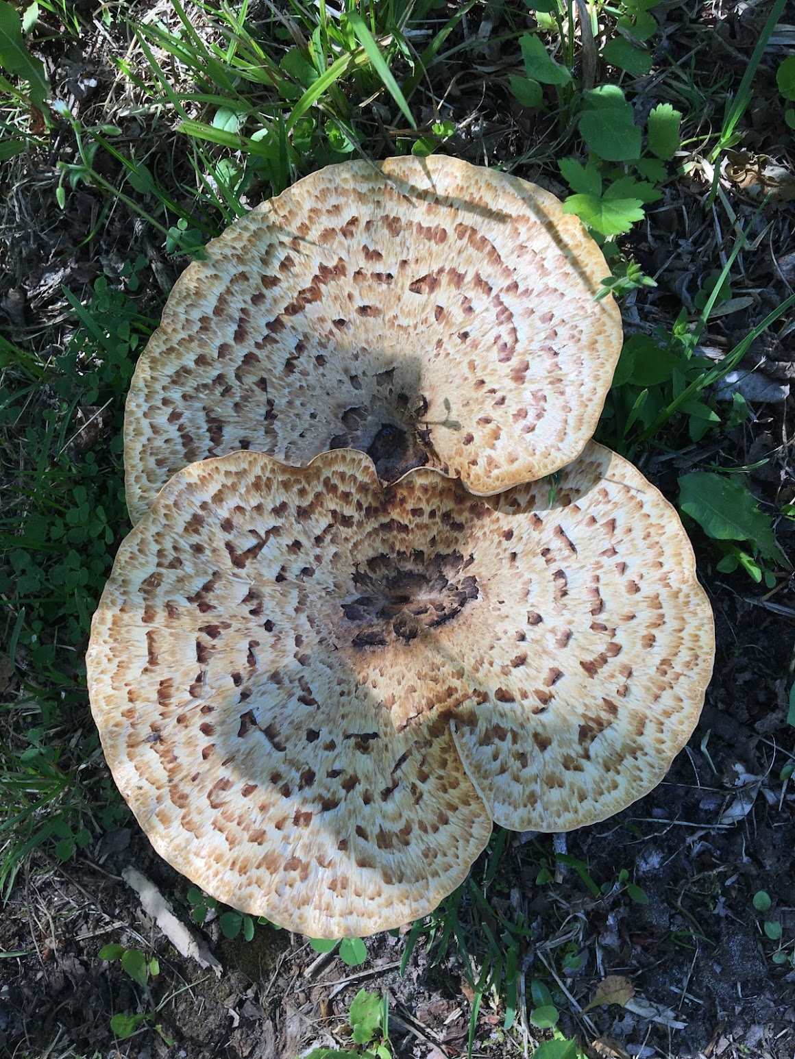 Large parasol mushroom viewed from above showing scaly cap pattern