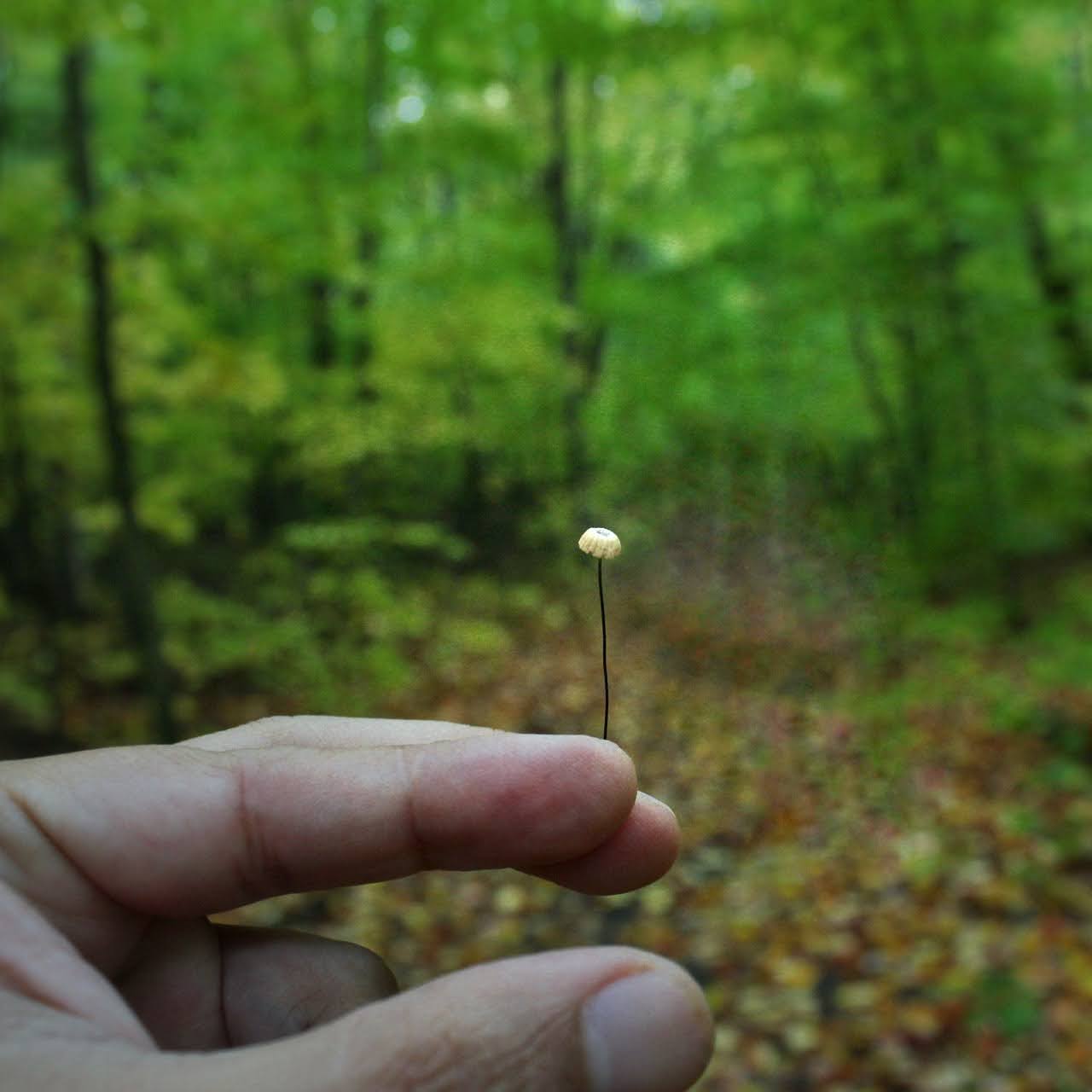 Tiny mushroom held between two fingers in a green forest