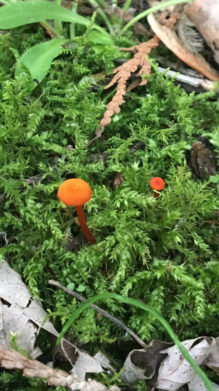 Two tiny bright orange mushrooms growing in green moss