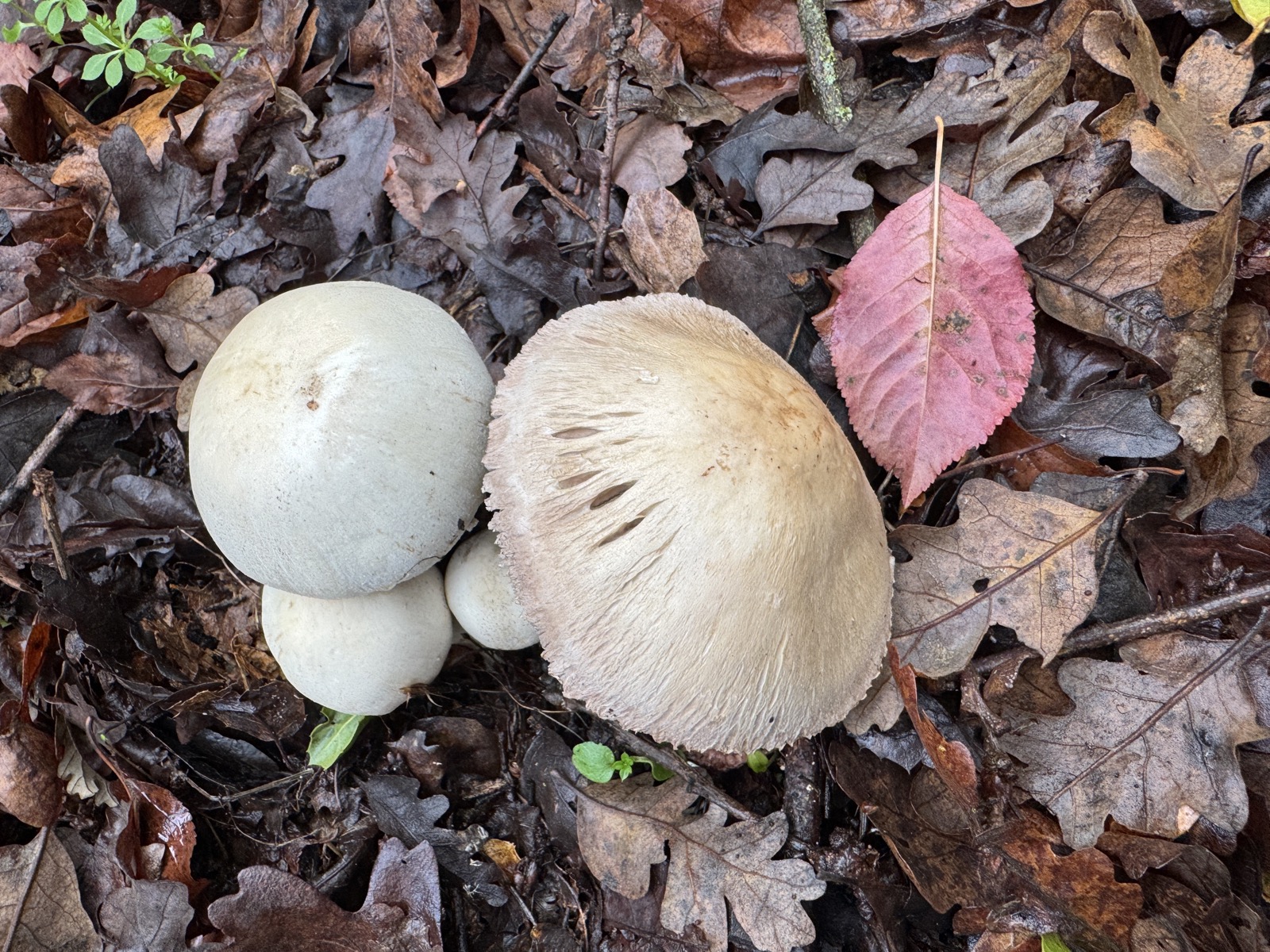Horse Mushroom showing free gills ranging from pale pink to dark brown alongside a young white cap