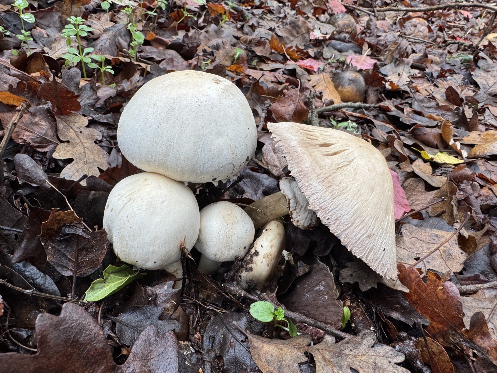 Group of Horse Mushrooms at different growth stages with one cap flipped to show brown gills