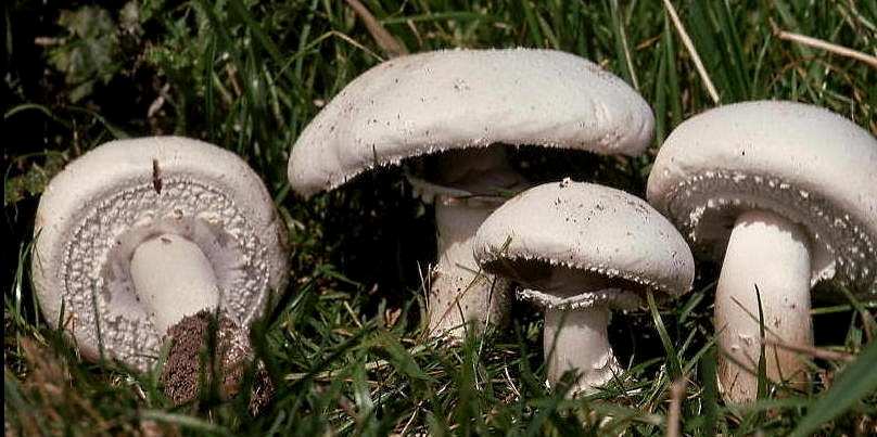 Horse Mushrooms in grass showing the distinctive cogwheel pattern on the underside of the double ring