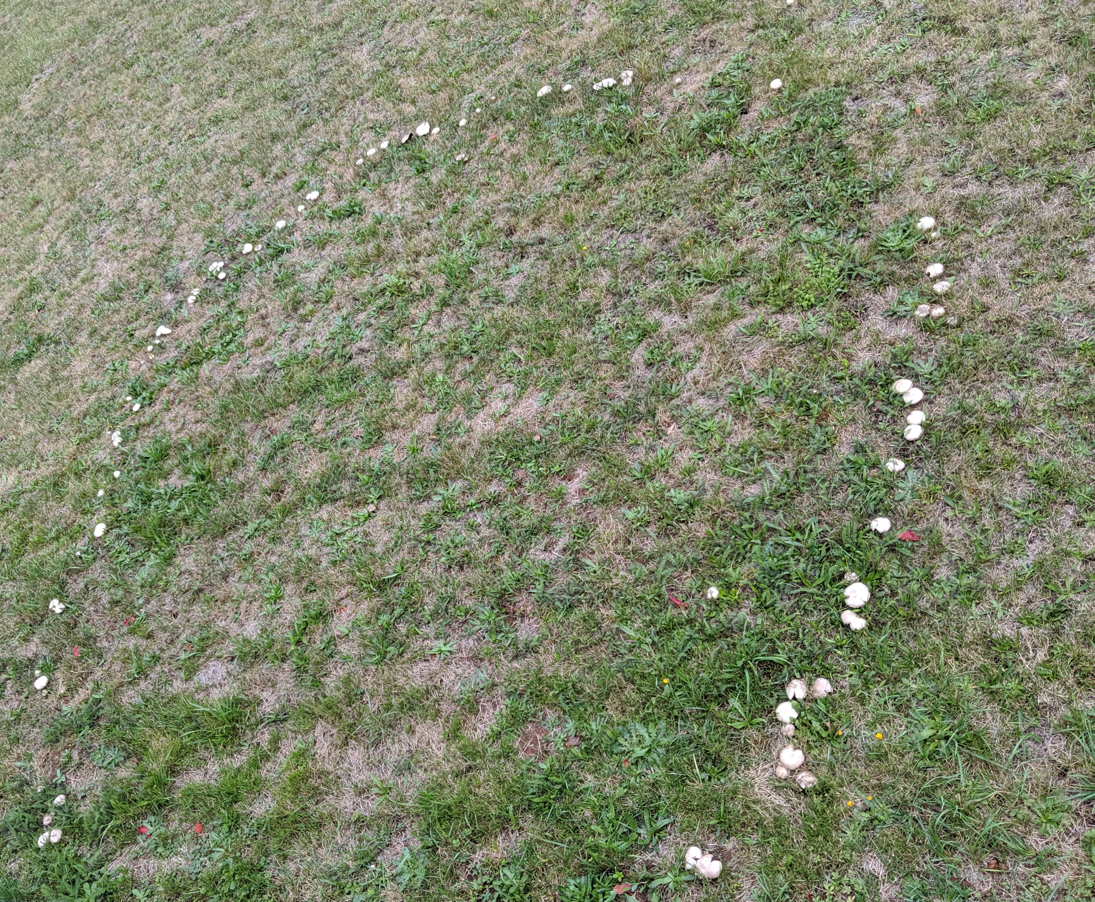 White mushrooms growing in a fairy ring arc formation on grass meadow