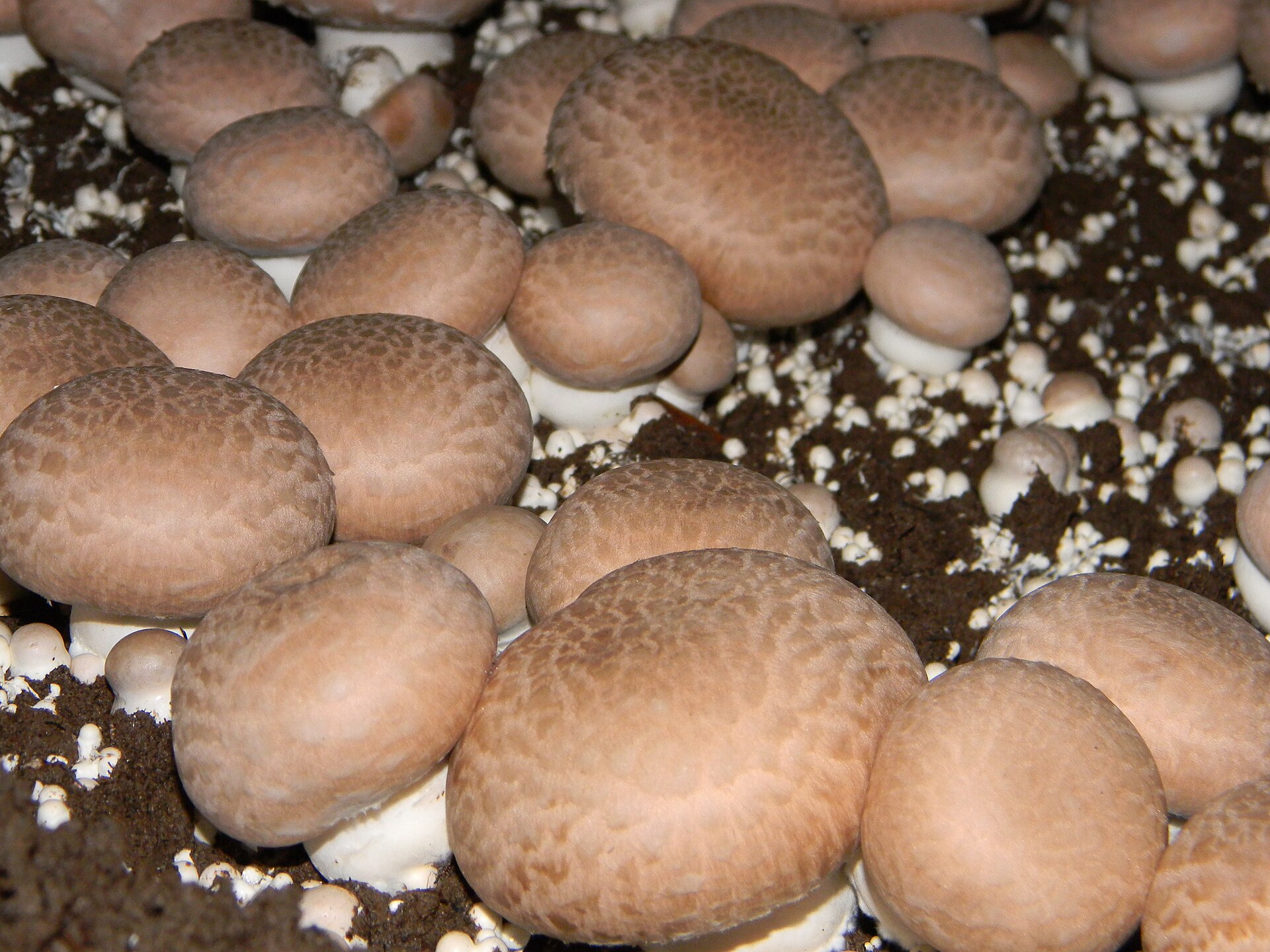 Button Mushroom (Agaricus bisporus)
