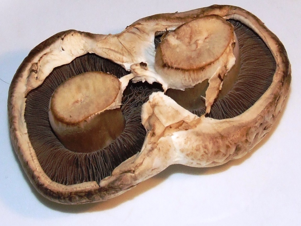 Button Mushroom (Agaricus bisporus) wild specimen