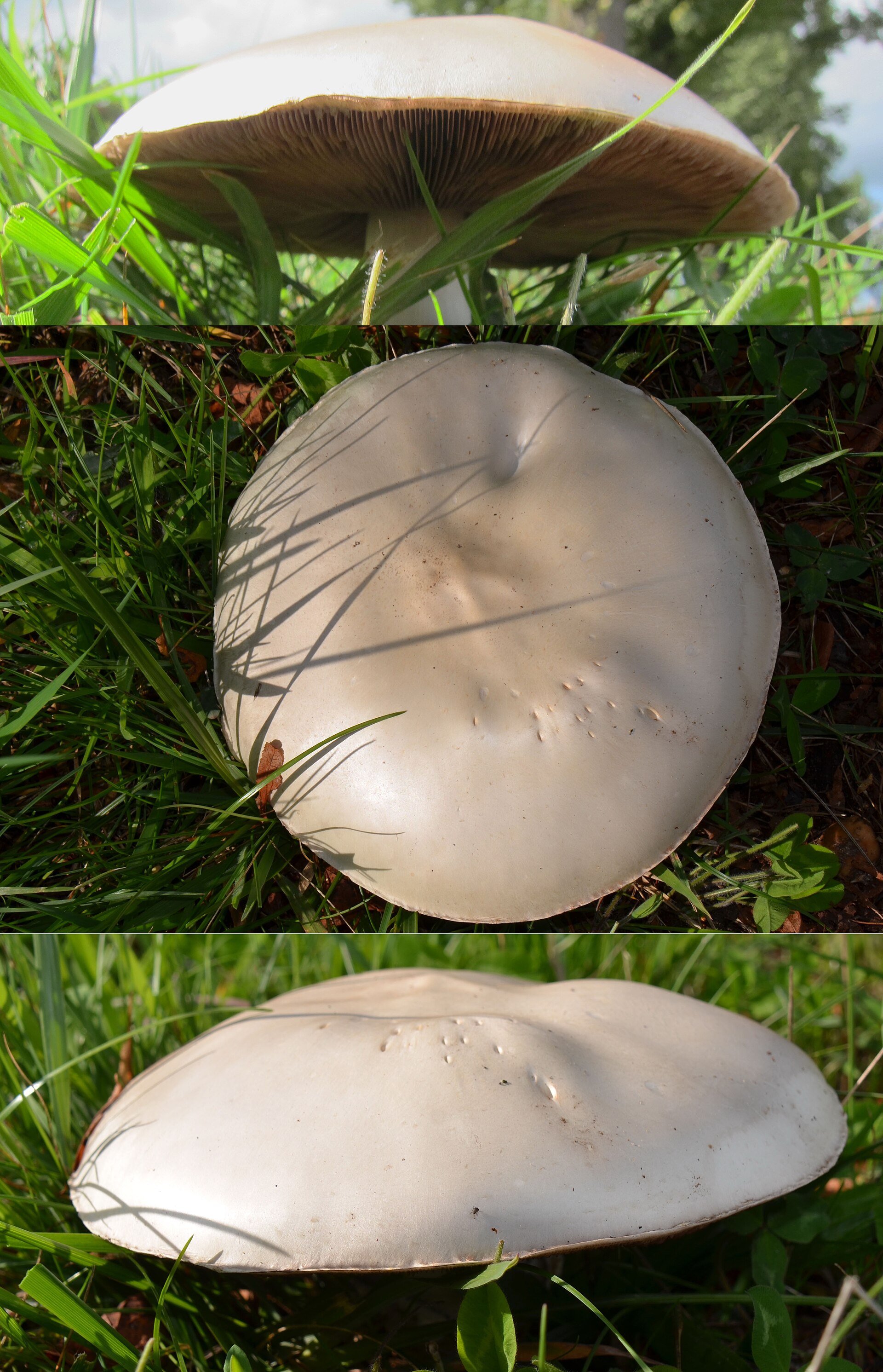 Field Mushroom growing in natural habitat