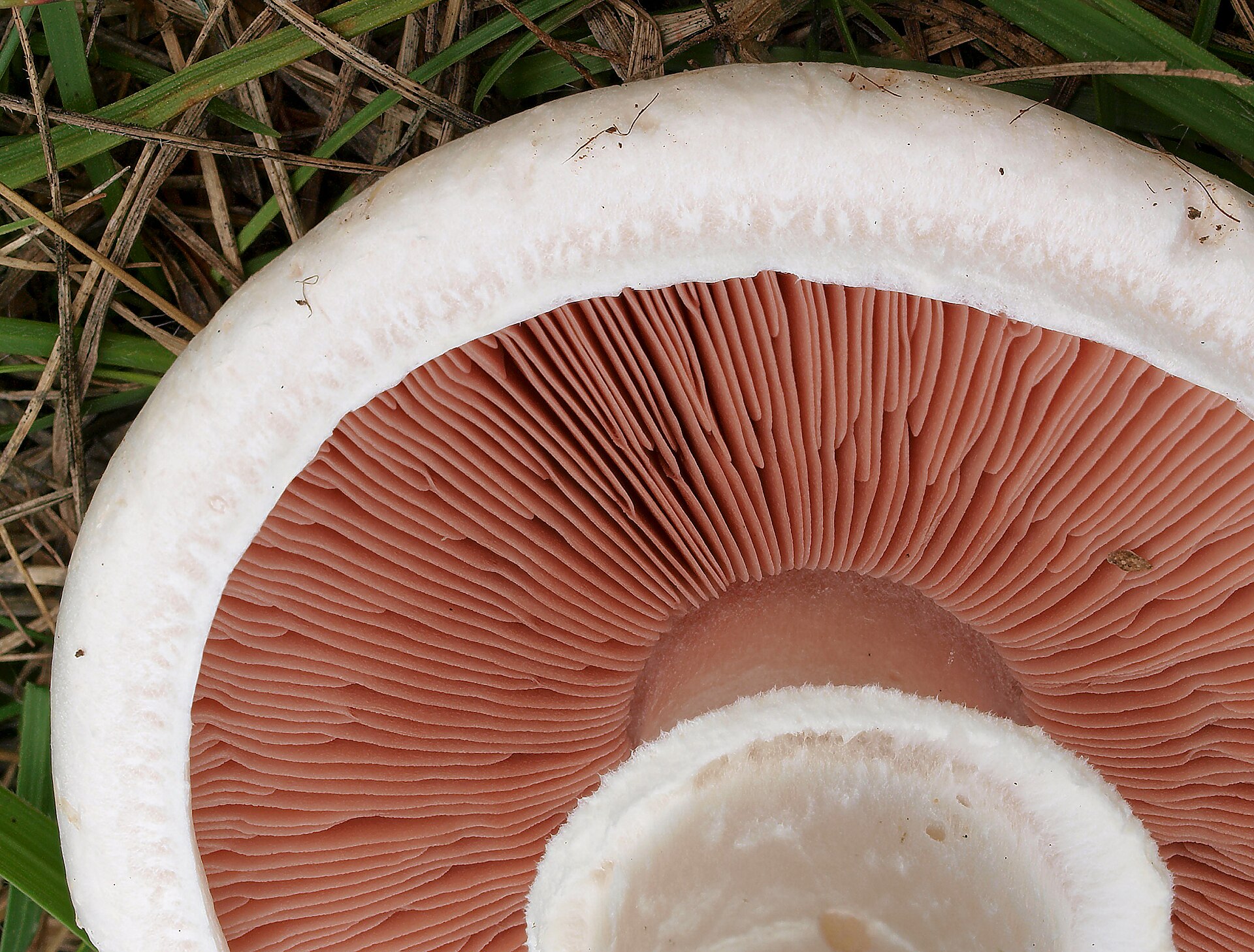 Field Mushroom underside showing gill structure