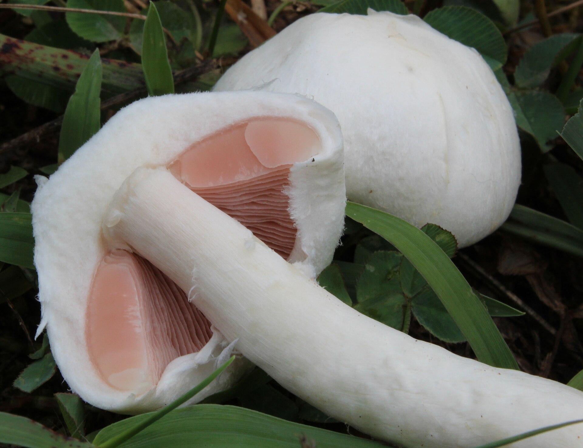 Group of Field Mushroom mushrooms in the wild